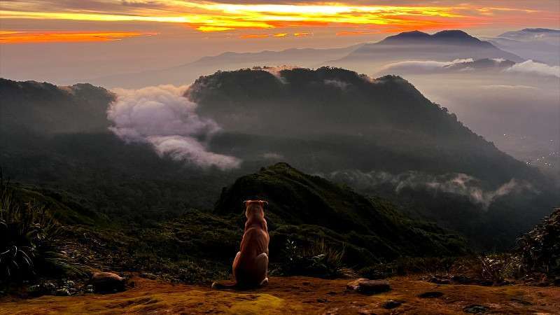 Berastagi Mountainview with dog