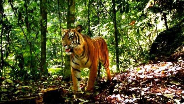 Turning poachers into jungle guides in Sumatra