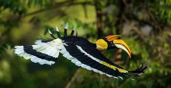 hornbill