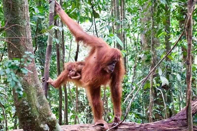 BL Orangutan with Baby