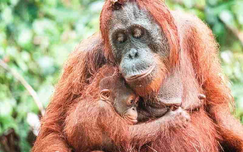 Orangutan baby in Bukit Lawang
