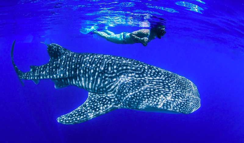 NorthSulawesi Gorontalo Whaleshark