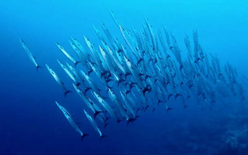 NorthSulawesi Bogani Barracudas