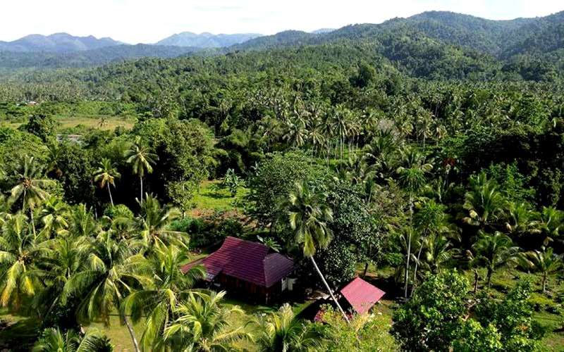 NorthSulawesi Bogani JunglePanorama