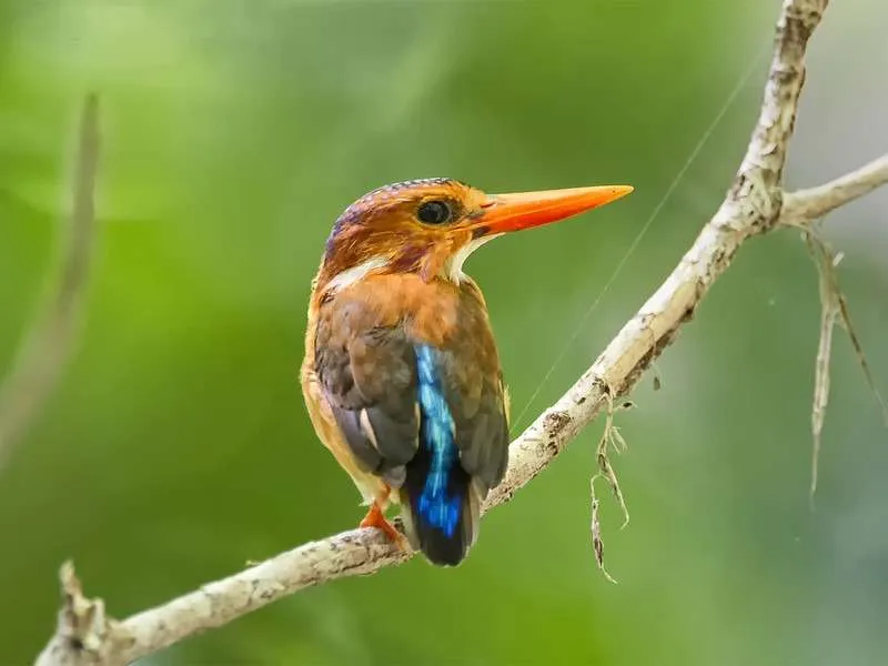 Tangkoko Kingfisher
