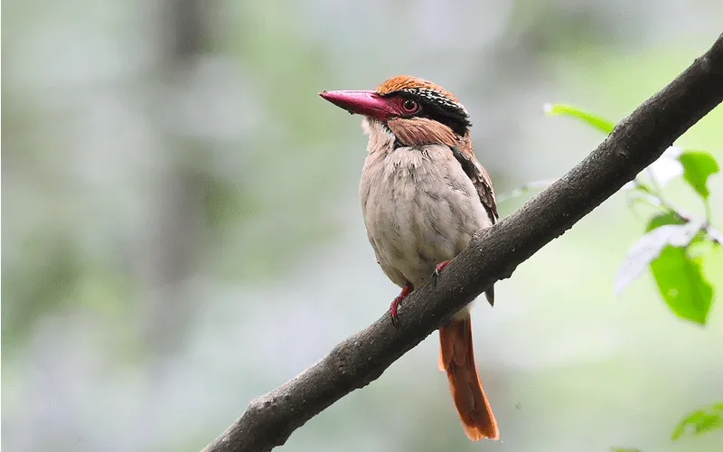 Tangkoko LilacCheekedKingfisher