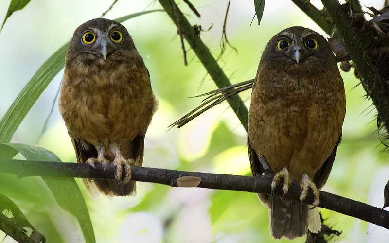 Tangkoko OcrehBelliedBoobook
