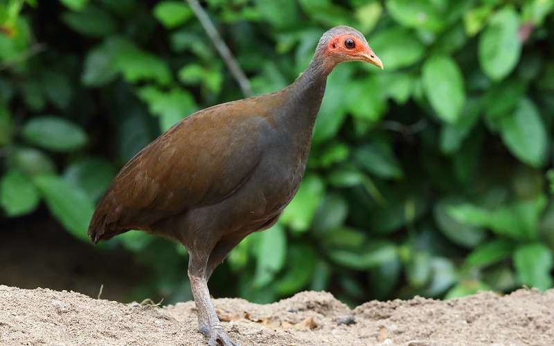 Tangkoko Philippinescrubfowl