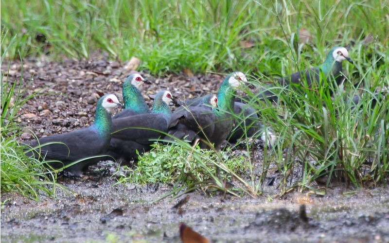 Tangkoko SulawesiBlackPigeon