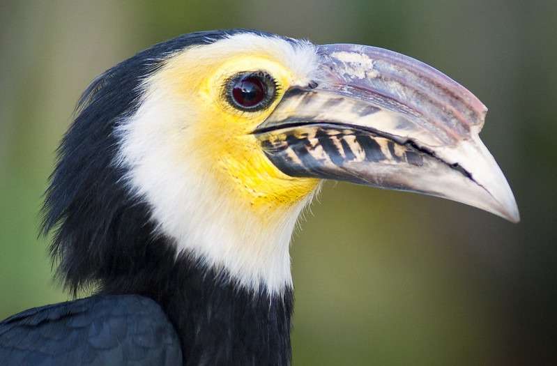 Tangkoko SulawesiDwarfHornbill