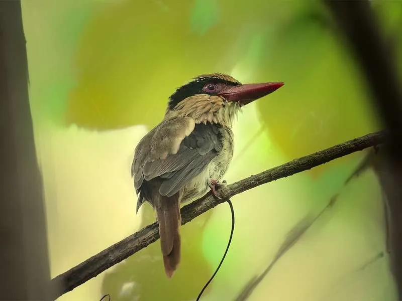 Tangkoko Bird small