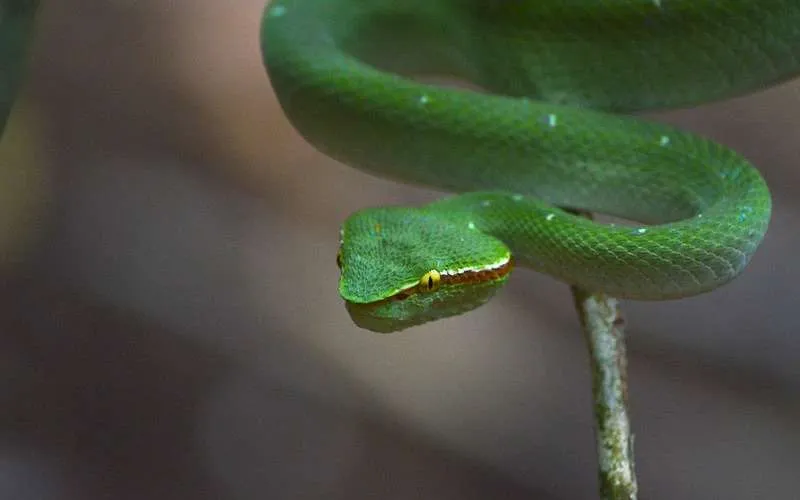 Tangkoko Snake