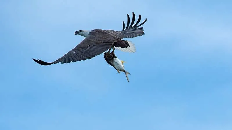 Tangkoko WhiteBelliedFishEagle
