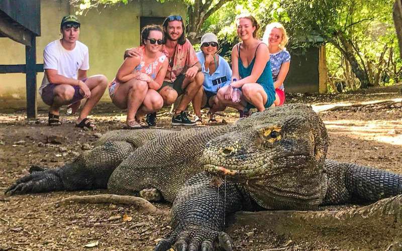 7 Unbelievable Facts about Komodo Dragons