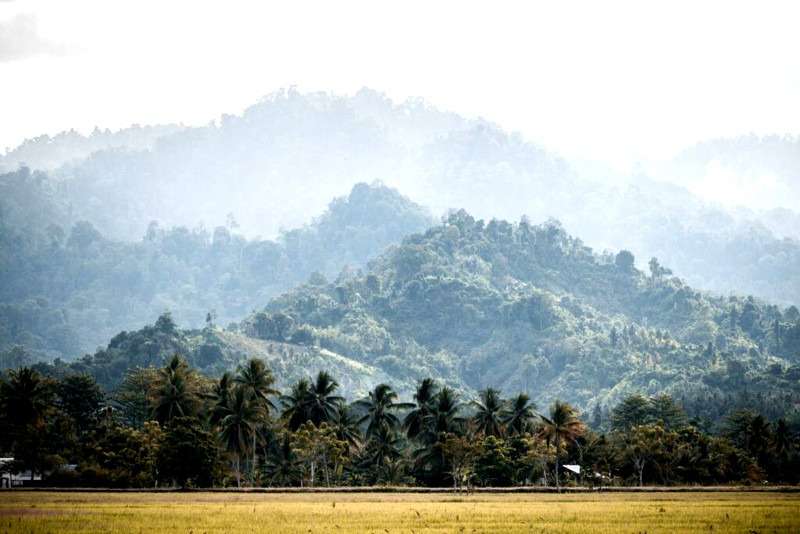 Tentena Jungle
