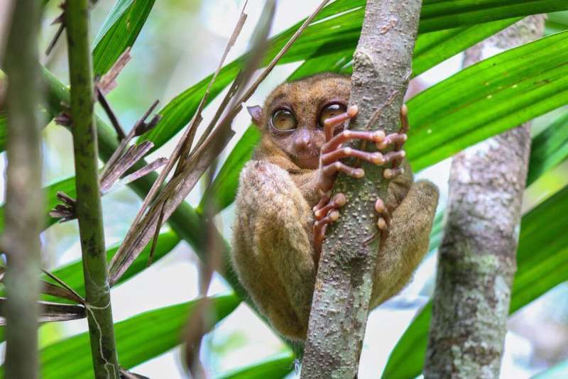 Tentena Tarsiers