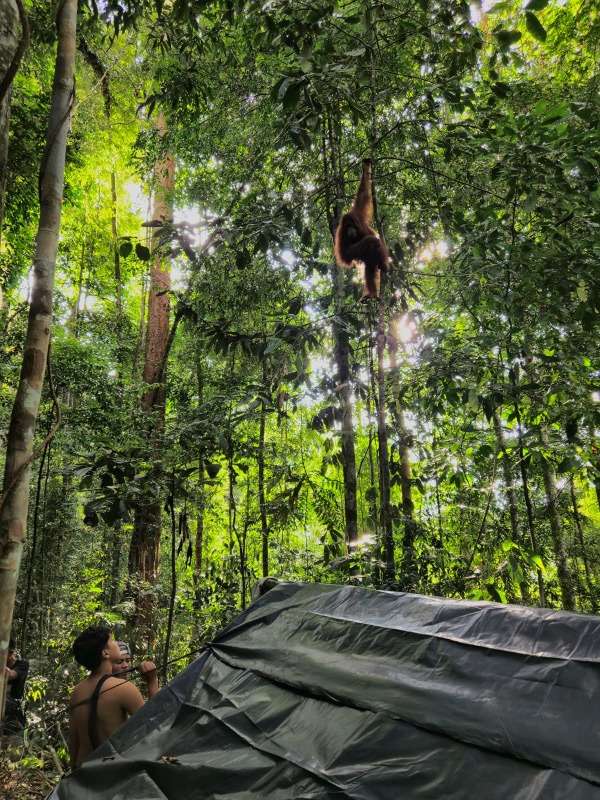 BL Deep Jungle Trek Orangutan