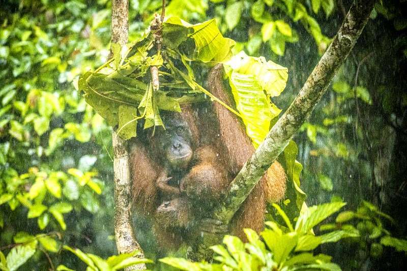 BL Deep Jungle Orangutan Rain