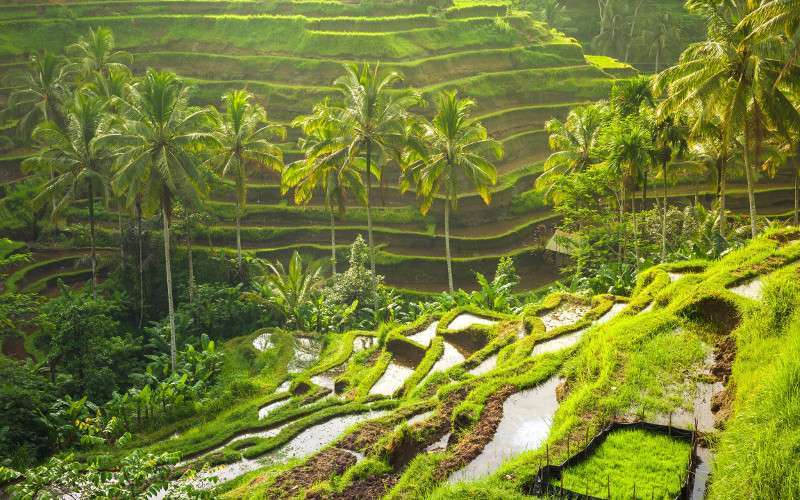 Bali Tours