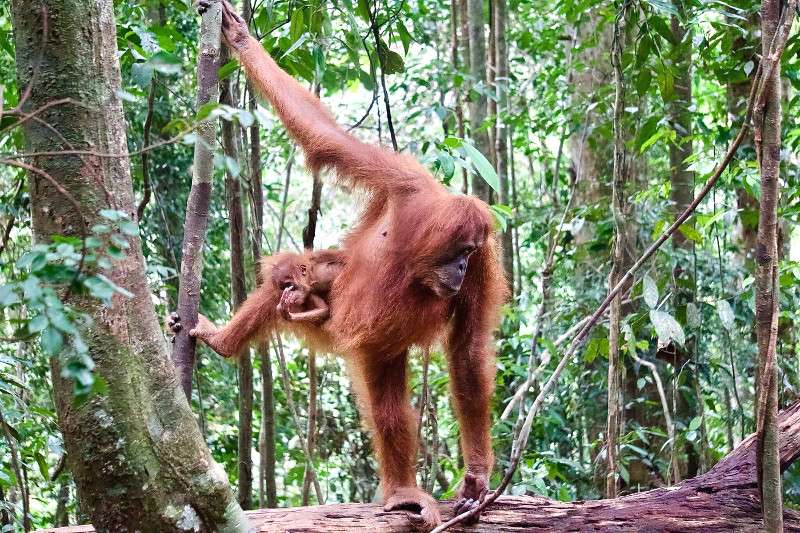 Sumatra Orangutans: The Best Places to See Them in the Wild