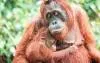 Orangutan baby in Bukit Lawang