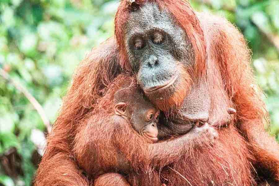 Tanjung Puting Orangutan with Baby