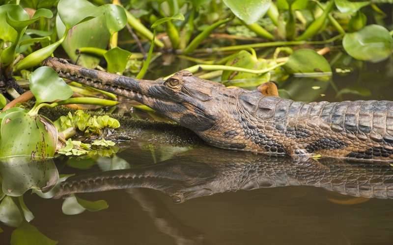 Crocodile - Tanjung Puting Orangutan Tour