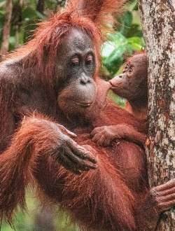 4D3N Borneo Orangutan Tour
