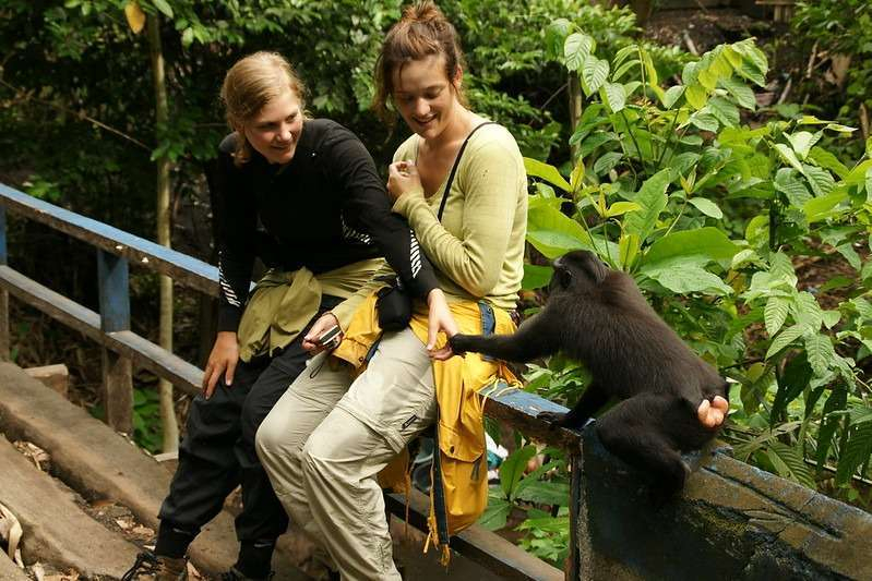 Tangkoko BlackMacaque Handshake