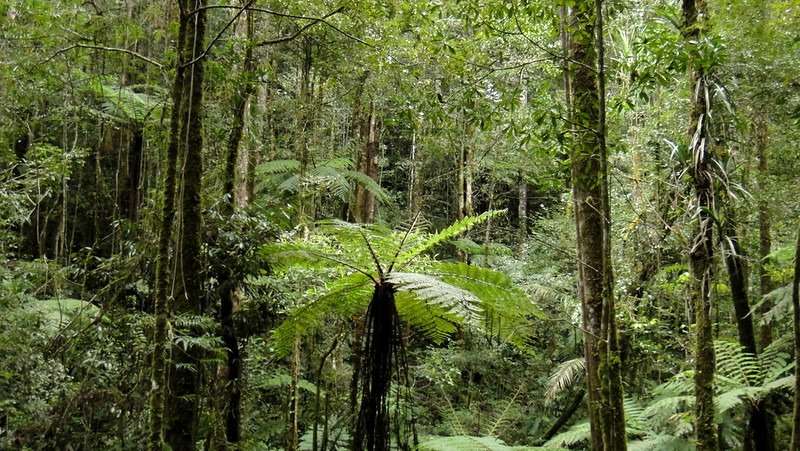 LoreLindu jungle