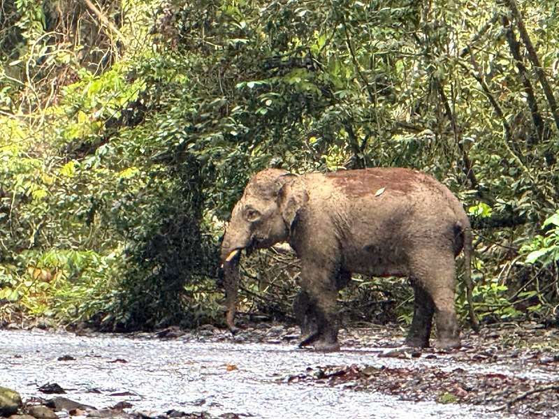 BL DeepJungle Elephant
