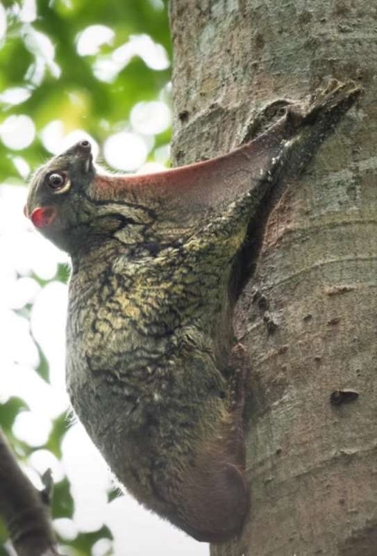 BL DeepJungle FlyingSquirrel