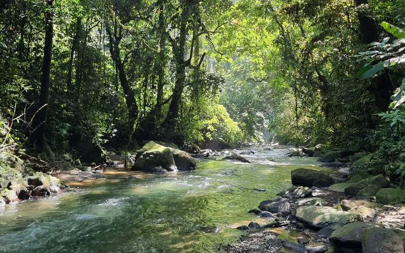 Bukit Lawang Jungle Panorama