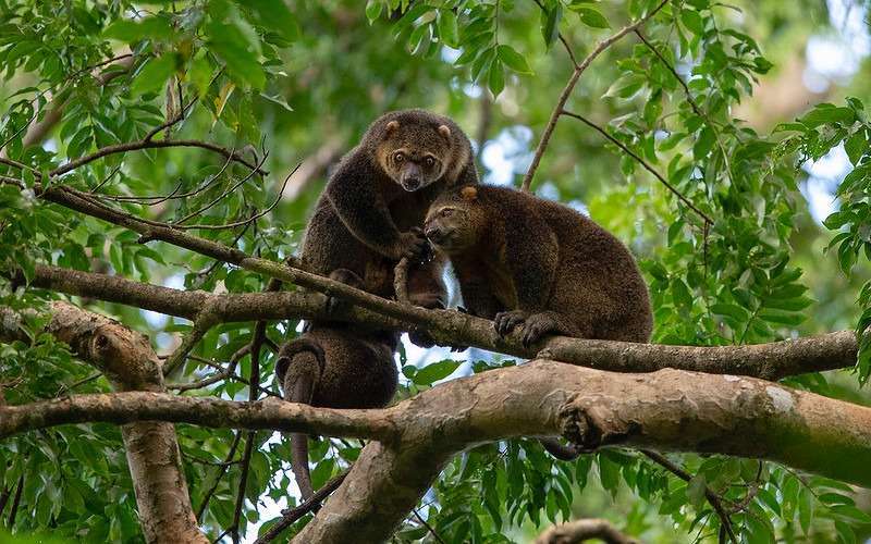 Tangkoko BearCuscus