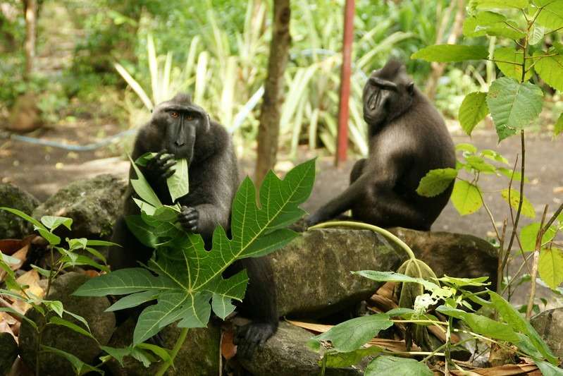Tangkoko BlackMacaques Eating
