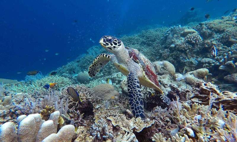 Bunaken Turtle